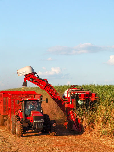 Harvesting sugar cane